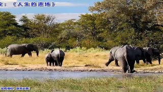 流行烟嗓(人生的道场)(一半疯了一半算了)(我来人间一趟)(曲中人)