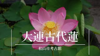 【開花情報】大連古代蓮（松山市考古館）