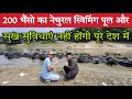 200 भैंसो का Natural Swimming Pool और सुख सुविधाएं नहीं होगी देश में 🇮🇳 Buffalo Farming in India 🐃