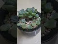 다이소 1000원 다육이의 대변신 잎꽂이 daiso 1 000 won succulent transformation leaf arrangement