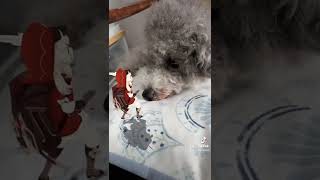 【Klee AR】ARクレーが現れた！！トイプードルのトルテくんの夏の思い出🐶【TikTok】