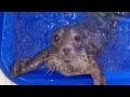 Rescued Gray Seal Undergoes Surgery