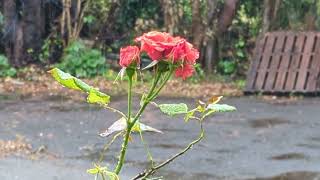 雨の薔薇　2023年5月23日