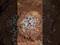 Casting a MASSIVE Ant Colony with Aluminum, Anthill Art Cast #077 #shorts