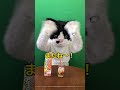 むぎ 猫 「沖縄こんちくわシリーズvol.39花笠食堂アイスティー」