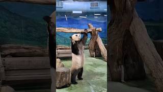 小公主圓寶站起來拍掉窩窩頭 #panda #cute #animallover #yuanbao