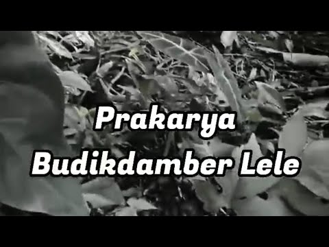 Budidaya Ikan Di Dalam Ember (BUDIKDAMBER) - Kelompok 3 Prakarya - 9i ...