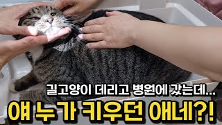 길고양이가 아니라구요?! 호동이 처음으로 병원갔다가 알게된 충격적인 사실