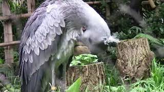 2020.7.14　東京上野鳥散歩・ハシビロコウ