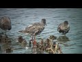 ツルシギ（1）旅鳥（霞ヶ浦町と与那国町） spotted redshank wild bird 野鳥 動画図鑑