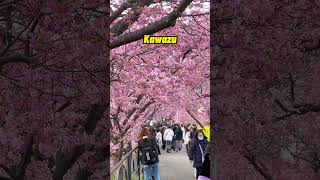 3 Best Sakura Spots in Japan #shorts #japan #sakura #cherryblossom