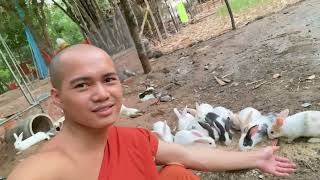 កូនទន្សាយស្អាតៗណាស់#cute #rabbit