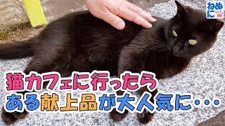 【猫のほのぼの話】猫カフェに行ったらある献上品が大人気に・・・(猫の話で野良猫支援)