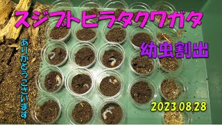 スジブトヒラタクワガタ幼虫割出2023 08 28