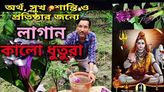 সুখ, শান্তি অর্থ ও প্রতিষ্ঠার জন্য লাগান কালো ধুতুরা ফুল গাছ Grow Herbal plant Datura for Prosperity