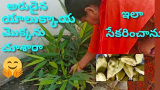 How to grow and care Cardamom/ యాలుక్కాయ మొక్క. పూర్తీ సమాచారం.ఈ మొక్కను కుండీ లో ఈజీ గా పెంచొచ్చు.