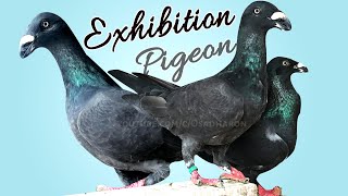 Black Exhibition Homer Pigeon Excellent Quality