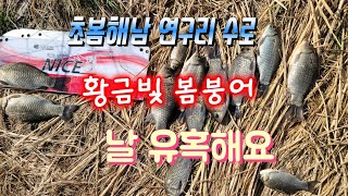 초봄 해남 연구리 수로 황금빛 붕어 날유혹 해요 ㆍ#초봄붕어