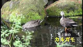 [4K]２羽のカルガモ③／ＨＴ公園