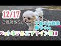 12 17午後☀️ワンちゃんドッグラン〜猫ちゃん〜のご様子です♪羽田空港近くのペットホテルエアライン羽田にご宿泊中のペットちゃん達です♡