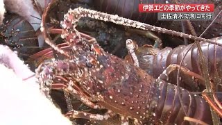 伊勢エビの季節がやってきた！今シーズン初の漁に同行【高知】 (20/10/13 20:00)