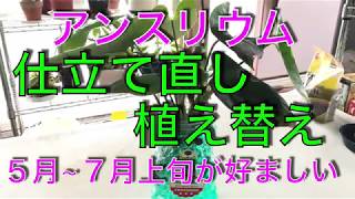 アンスリウム 仕立て直し 植え替え🌿