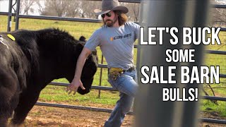 Will these Sale Barn Bulls buck? - Rodeo Time 179