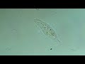 Ciliate: Litonotus