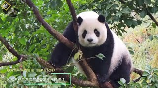 20211206 圓仔摘果全紀錄，休館日也不忘摘採最愛茄苳果 The Giant Panda Yuan Zai