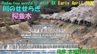 🌴CTf5４K 📽🌸桜並木🌞朝日✨輝く川面💧💧CTf5  箱根宮城野の早川の桜🌸2022 4 Palm tree world