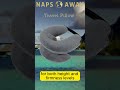 naps away travel pillow