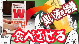 【淡水シジミ】強力わかもと から 臭すぎる液を作り食べさせる 【ゾウリムシ培養】