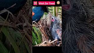 குட்டி பறவைக்கு எலி ஆ😱இறுதிவரை பாருங்க #birdslife #viralvideo #shorts #trending