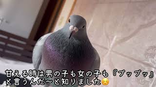 もうすぐ卵を産むのかな￼￼⁉️ #鳩　#はと　#ドバト　#カワラバト #レース鳩 #pigeon