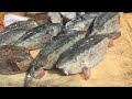 Mengenal dari dekat ikan Kudu-kudu khas Kota Makassar || Pasar ikan Paotere