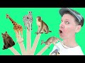 Wild Animals | Pop Sticks Song with Matt | Dream English Kids