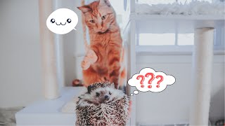 Cat Helps Grumpy Hedgehog