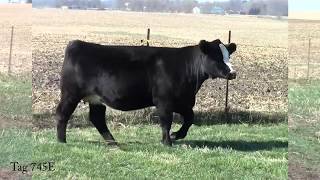 Lot 1: Tag 745E - SC Online Sales | Northland Farms 12/18/18