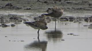 Interesting Migratory Birds (Burung Migrasi Yang Menarik).