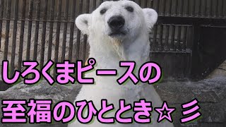 しろくまピースの至福のひととき♪とべ動物園にて。