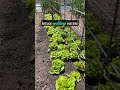 How to Grow Lettuce From Seed & Harvest in ONE Month! #shorts