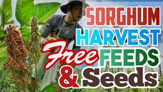 Harvest ng Sorghum for livestock and poultry farming