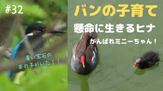 #32 必死に生きるバンのヒナ/水辺の宝石カワセミくん初登場/野鳥観察/野鳥vlog