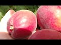 Абрикос Рубиста apricot rubista . урожай 2022. Стабильный и урожайный сорт