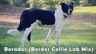 The Borador (Border Collie Lab Mix): Crossbreed of America’s Two Most Beloved Dogs.