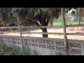 thailand vlog welcome to thai horse farm knackiges fma