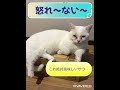 ゴミ箱を荒らす猫　マンチカン脚みじか〜！いたずら好きのニャンコ