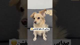 صدا رو برای سگهای خوشگل تون بزارین و واکنش شونو ببینین وبفرست برای دوستات که سگ دارن#funny #گربه#سگ