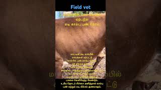 Field vet-மாட்டின் மடி காம்பில் ஏற்படும் மடி காம்பு புண் நோய்