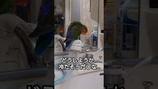 するか否か……(-_-;) #コザクラインコ#lovebird#小桜#インコ#shorts